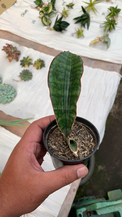 Sansevieria Scimi Sayati Jorj, real gallery image #7 plants. Picture taken directly from kaktus.id community Sansevieria farmer green houses.