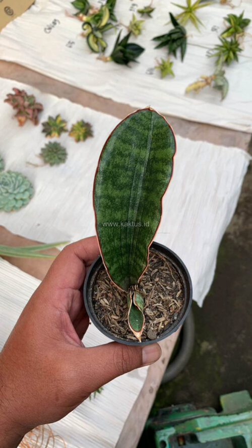 Sansevieria Scimi Sayati Jorj, real gallery image #8 plants. Picture taken directly from kaktus.id community Sansevieria farmer green houses.
