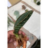 Sansevieria Scimi Kadzi Raumawe, real feature image plant. Picture taken directly from kaktus.id community Sansevieria farmer green houses.