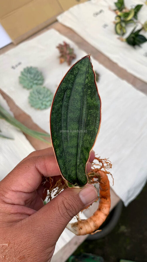 Sansevieria Scimi Kadzi Raumawe, real gallery image #10 plants. Picture taken directly from kaktus.id community Sansevieria farmer green houses.