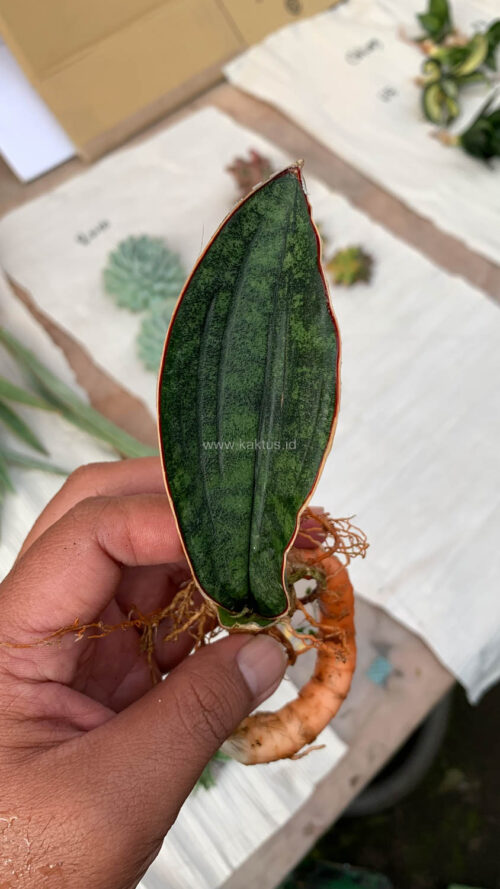 Sansevieria Scimi Kadzi Raumawe, real gallery image #3 plants. Picture taken directly from kaktus.id community Sansevieria farmer green houses.