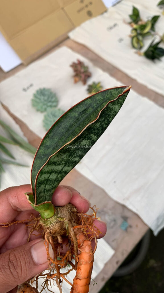 kaktus.id