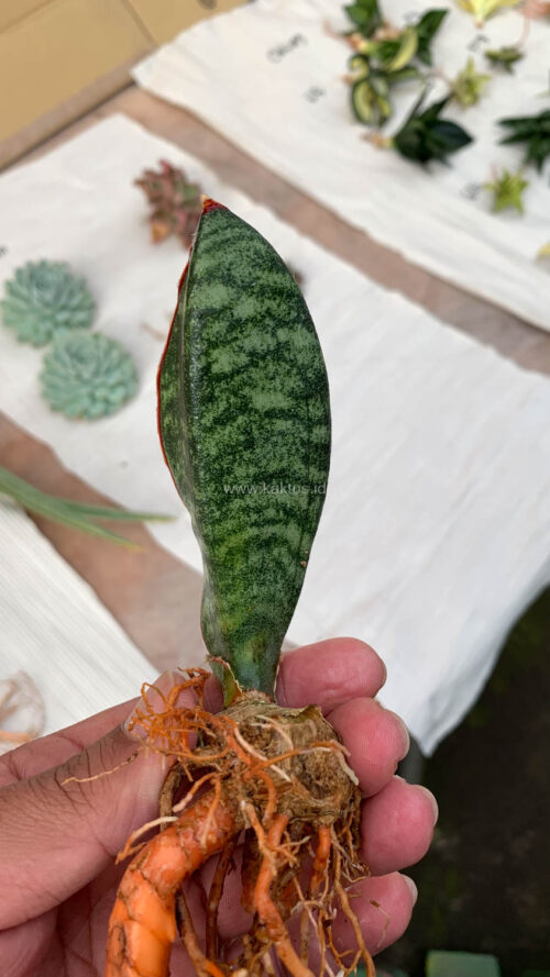 Sansevieria Scimi Kadzi Raumawe, real gallery image #5 plants. Picture taken directly from kaktus.id community Sansevieria farmer green houses.