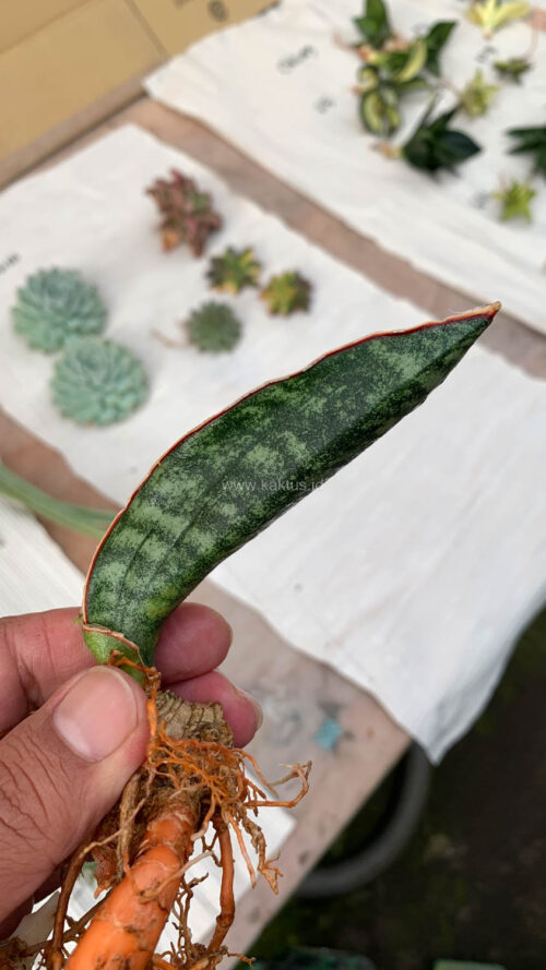 Sansevieria Scimi Kadzi Raumawe, real gallery image #6 plants. Picture taken directly from kaktus.id community Sansevieria farmer green houses.