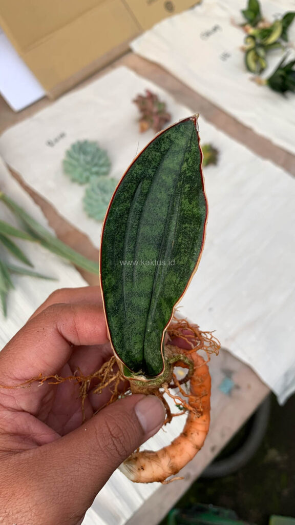kaktus.id