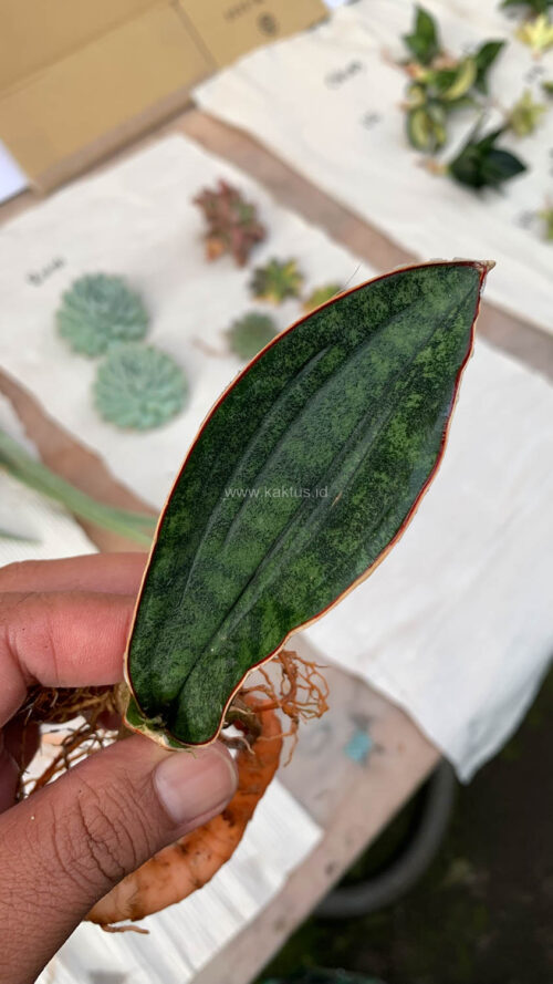Sansevieria Scimi Kadzi Raumawe, real gallery image #7 plants. Picture taken directly from kaktus.id community Sansevieria farmer green houses.