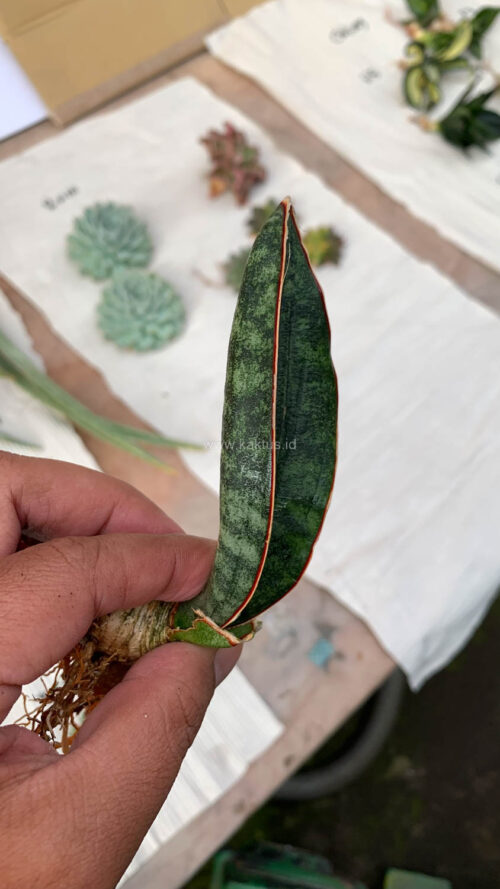 Sansevieria Scimi Kadzi Raumawe, real gallery image #8 plants. Picture taken directly from kaktus.id community Sansevieria farmer green houses.