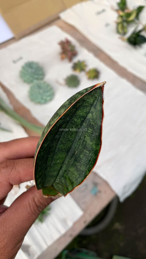 Sansevieria Scimi Kadzi Raumawe, real gallery image #1 plants. Picture taken directly from kaktus.id community Sansevieria farmer green houses.