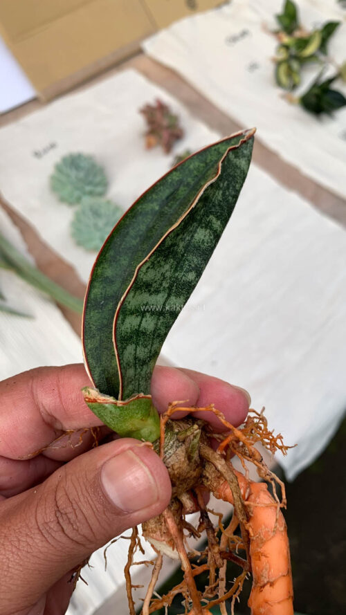 Sansevieria Scimi Kadzi Raumawe, real gallery image #9 plants. Picture taken directly from kaktus.id community Sansevieria farmer green houses.