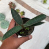 Sansevieria Aff Bat, real feature image plant. Picture taken directly from kaktus.id community Sansevieria farmer green houses.