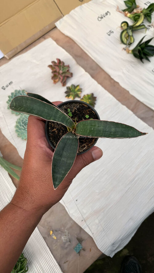 Sansevieria Aff Bat, real gallery image #2 plants. Picture taken directly from kaktus.id community Sansevieria farmer green houses.