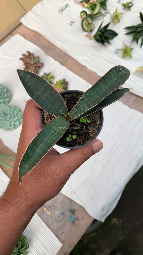Sansevieria Aff Bat, real gallery image #3 plants. Picture taken directly from kaktus.id community Sansevieria farmer green houses.