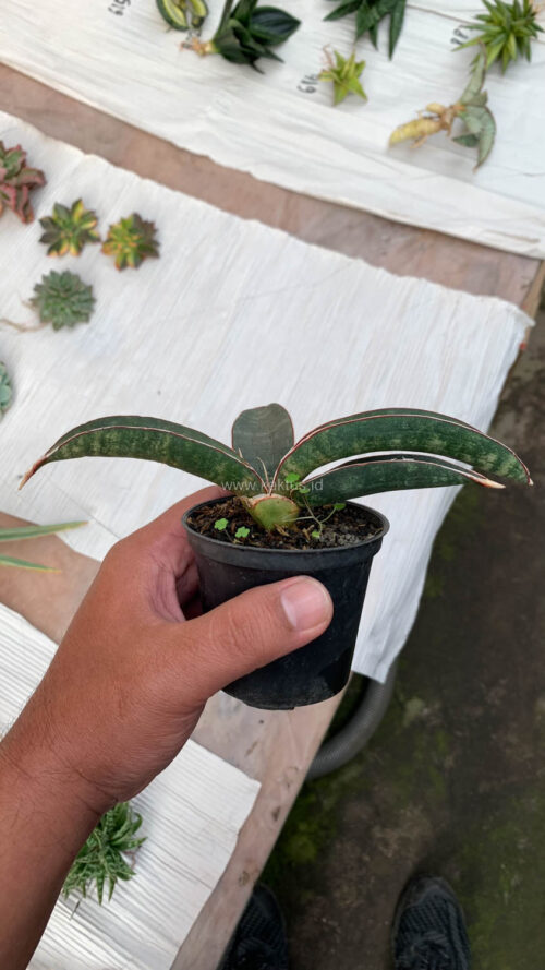 Sansevieria Aff Bat, real gallery image #4 plants. Picture taken directly from kaktus.id community Sansevieria farmer green houses.
