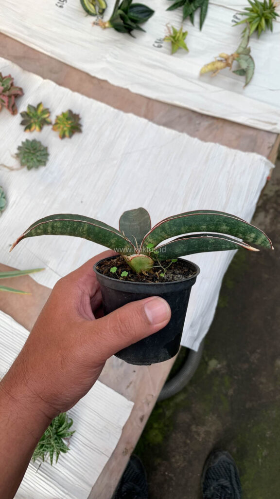 kaktus.id