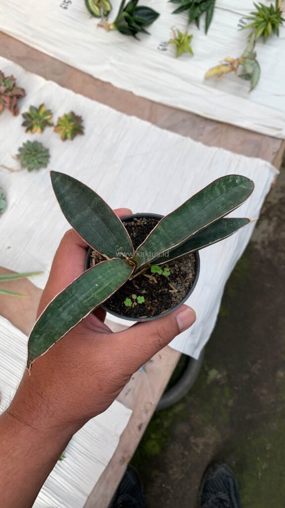 kaktus.id
