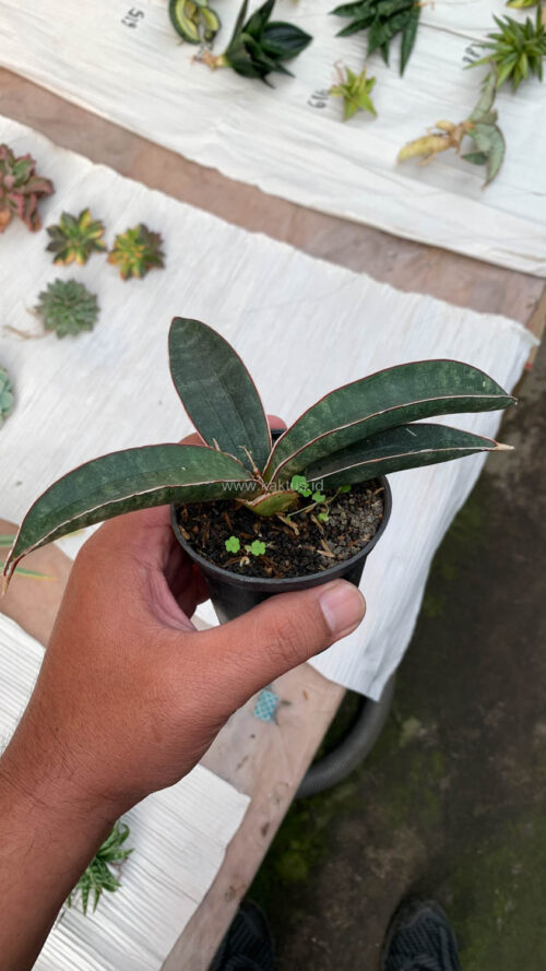 Sansevieria Aff Bat, real gallery image #1 plants. Picture taken directly from kaktus.id community Sansevieria farmer green houses.