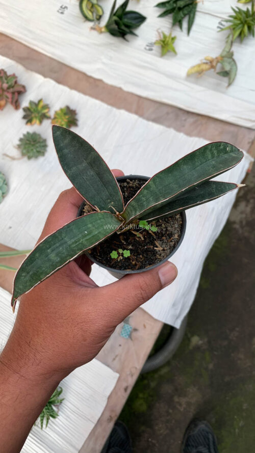 Sansevieria Aff Bat, real gallery image #6 plants. Picture taken directly from kaktus.id community Sansevieria farmer green houses.