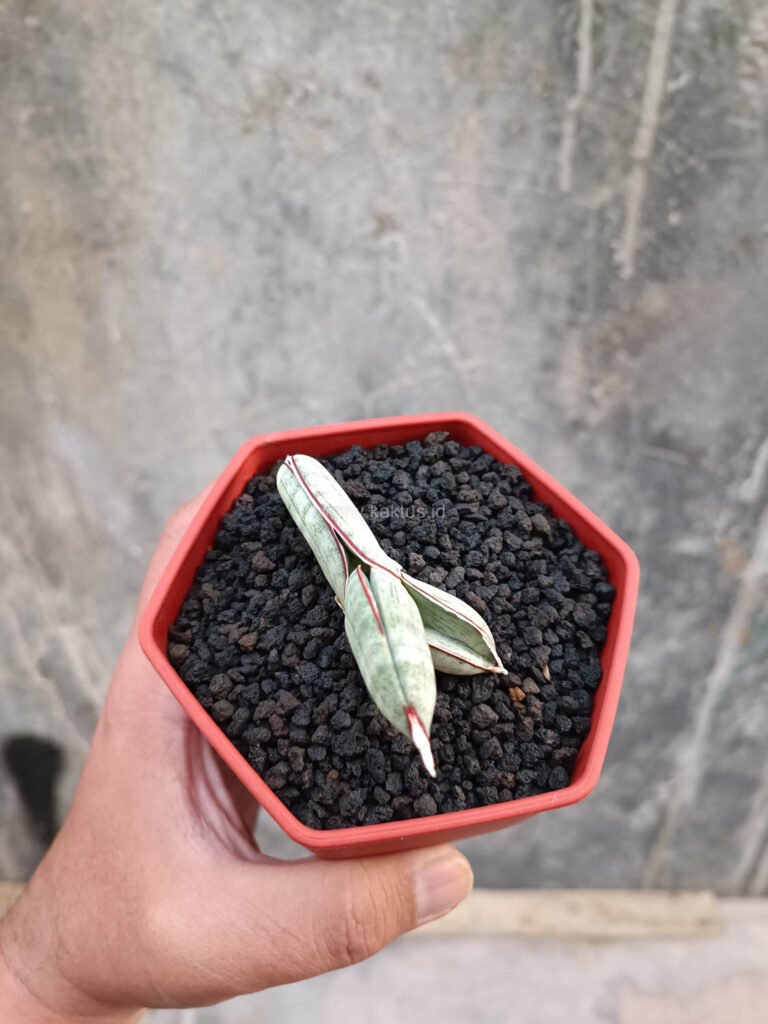 kaktus.id