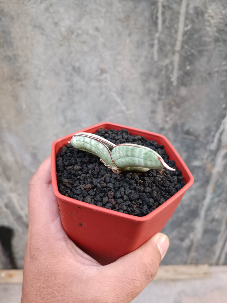 kaktus.id