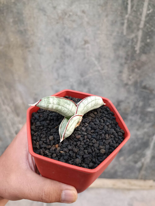 Sansevieria Eilensis, real gallery image #13 plants. Picture taken directly from kaktus.id community Sansevieria farmer green houses.