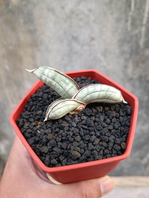 Sansevieria Eilensis, real gallery image #1 plants. Picture taken directly from kaktus.id community Sansevieria farmer green houses.