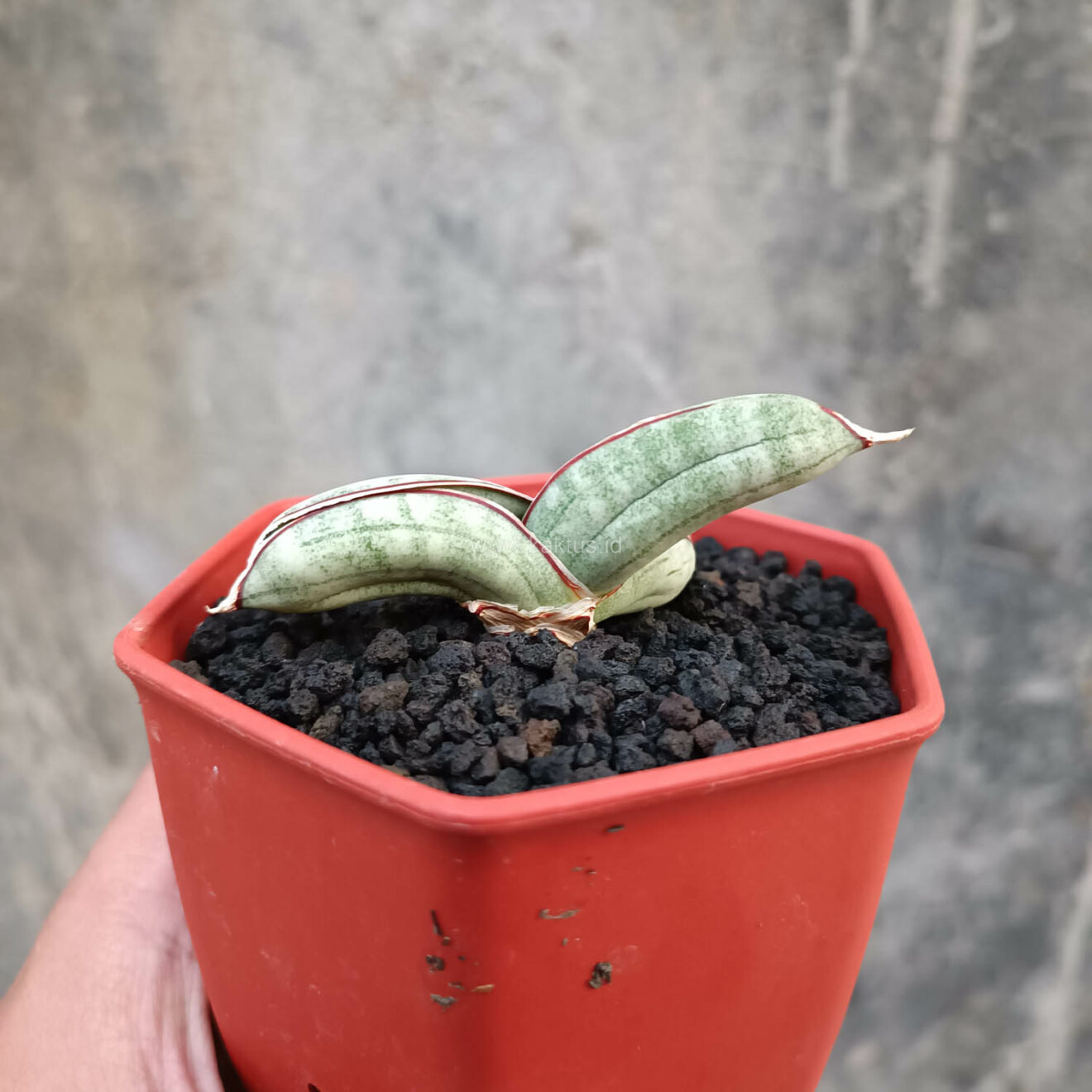Sansevieria Eilensis, real feature image plant. Picture taken directly from kaktus.id community Sansevieria farmer green houses.