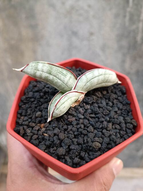 Sansevieria Eilensis, real gallery image #3 plants. Picture taken directly from kaktus.id community Sansevieria farmer green houses.