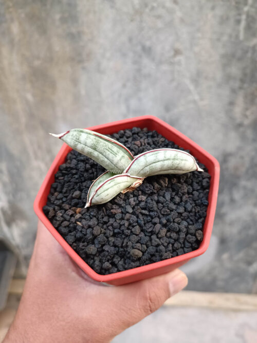 Sansevieria Eilensis, real gallery image #4 plants. Picture taken directly from kaktus.id community Sansevieria farmer green houses.