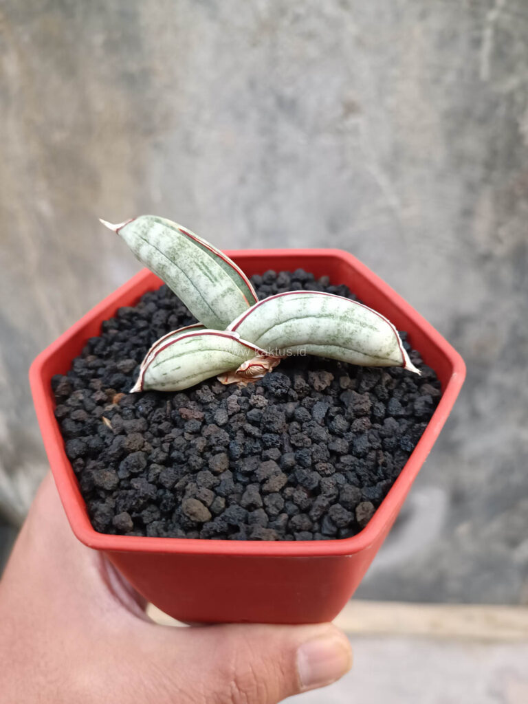 kaktus.id