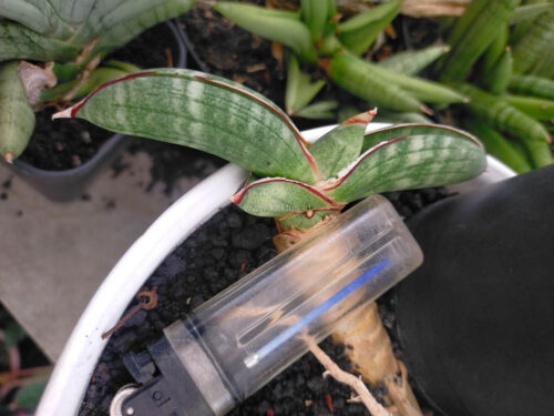 Sansevieria Eilensis, real gallery image #2 plants. Picture taken directly from kaktus.id community Sansevieria farmer green houses.