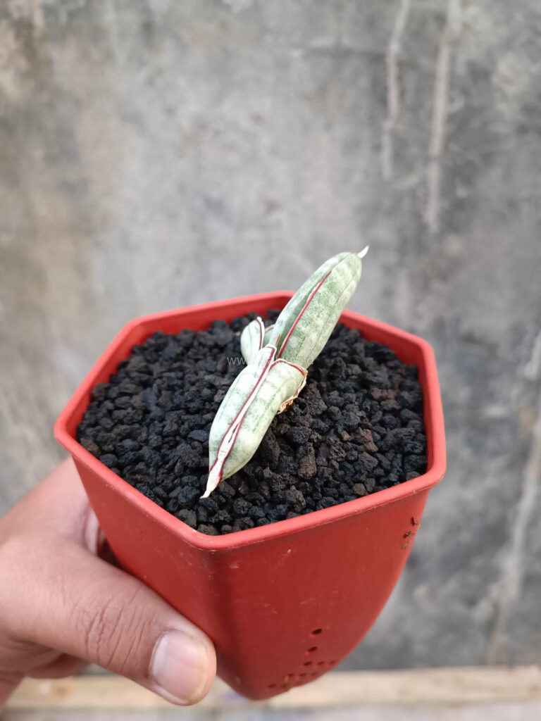kaktus.id