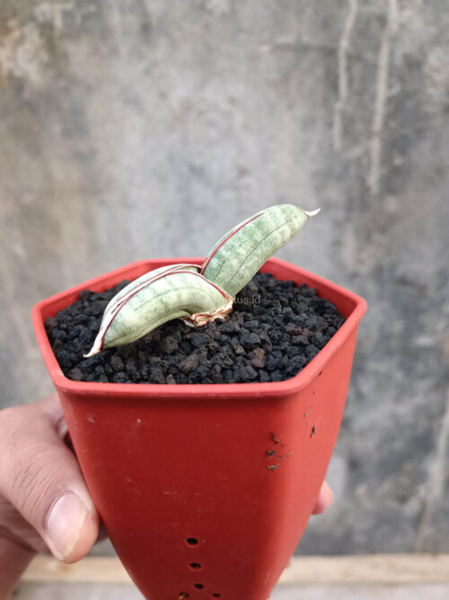 Sansevieria Eilensis, real gallery image #7 plants. Picture taken directly from kaktus.id community Sansevieria farmer green houses.