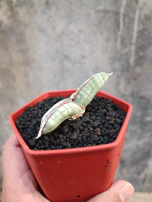 Sansevieria Eilensis, real gallery image #8 plants. Picture taken directly from kaktus.id community Sansevieria farmer green houses.