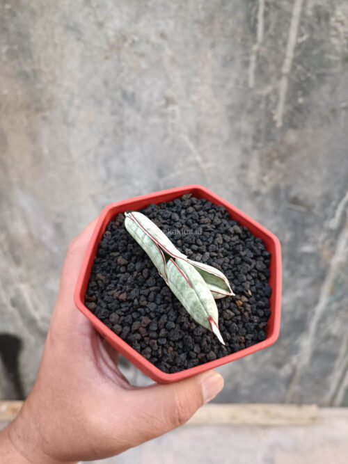 Sansevieria Eilensis, real gallery image #9 plants. Picture taken directly from kaktus.id community Sansevieria farmer green houses.