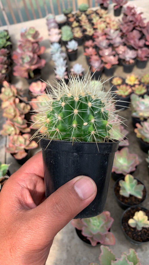 Echinocactus Grusonii / Kroenleinia Grusonii / Golden Barrel Cactus, real gallery image #9 plants. Picture taken directly from kaktus.id community Echinocactus farmer green houses.