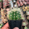 Echinocactus Grusonii / Kroenleinia Grusonii / Golden Barrel Cactus, real feature image plant. Picture taken directly from kaktus.id community Echinocactus farmer green houses.