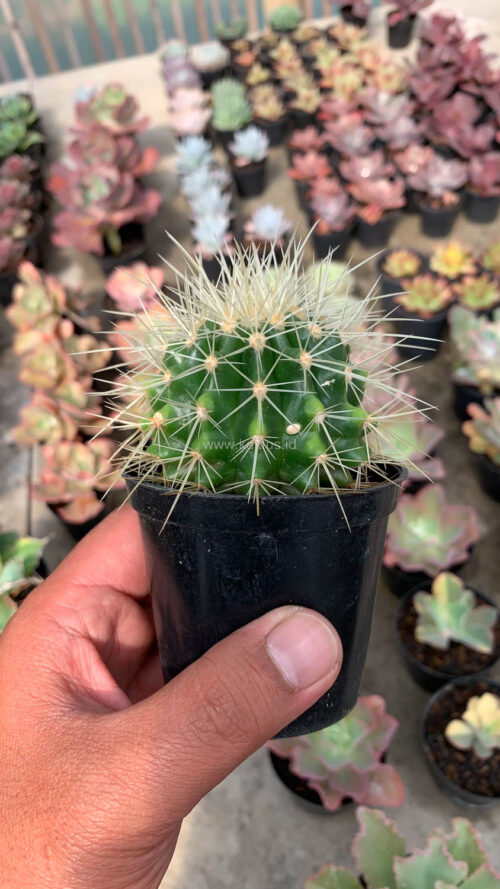 Echinocactus Grusonii / Kroenleinia Grusonii / Golden Barrel Cactus, real gallery image #10 plants. Picture taken directly from kaktus.id community Echinocactus farmer green houses.