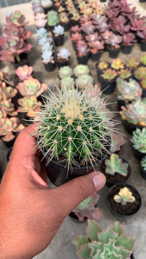 Echinocactus Grusonii / Kroenleinia Grusonii / Golden Barrel Cactus, real gallery image #1 plants. Picture taken directly from kaktus.id community Echinocactus farmer green houses.