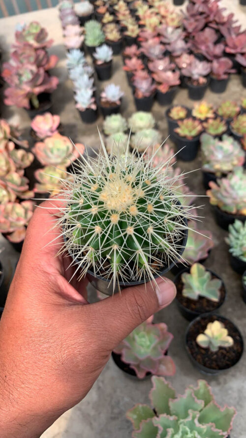 Echinocactus Grusonii / Kroenleinia Grusonii / Golden Barrel Cactus, real gallery image #2 plants. Picture taken directly from kaktus.id community Echinocactus farmer green houses.