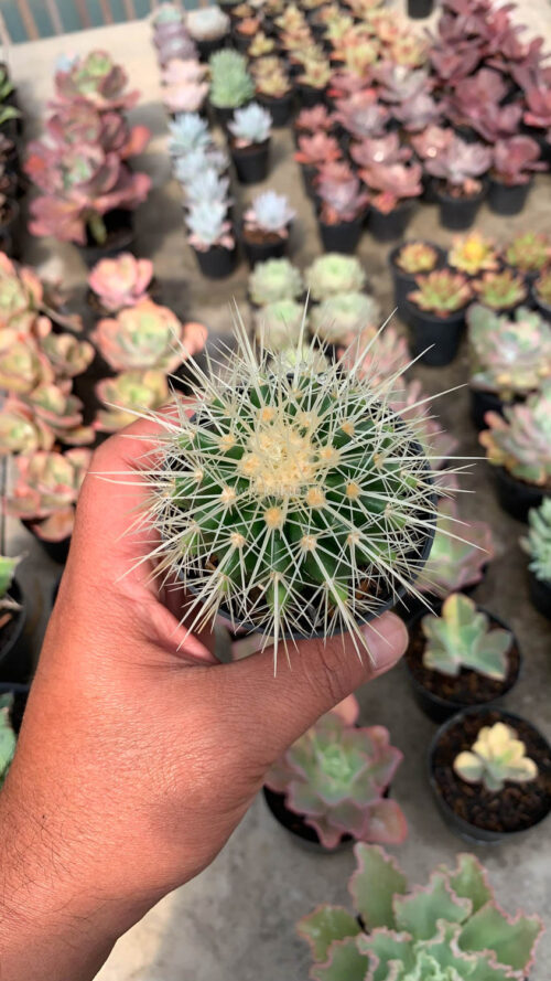 Echinocactus Grusonii / Kroenleinia Grusonii / Golden Barrel Cactus, real gallery image #3 plants. Picture taken directly from kaktus.id community Echinocactus farmer green houses.