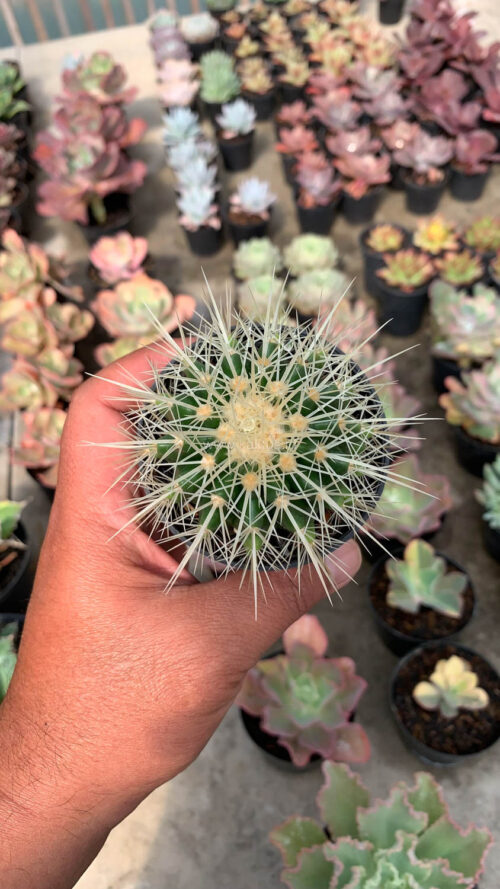 Echinocactus Grusonii / Kroenleinia Grusonii / Golden Barrel Cactus, real gallery image #4 plants. Picture taken directly from kaktus.id community Echinocactus farmer green houses.