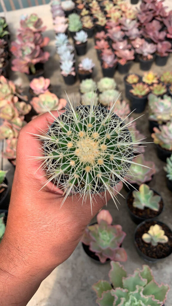 kaktus.id