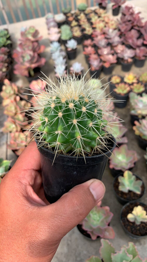 Echinocactus Grusonii / Kroenleinia Grusonii / Golden Barrel Cactus, real gallery image #6 plants. Picture taken directly from kaktus.id community Echinocactus farmer green houses.