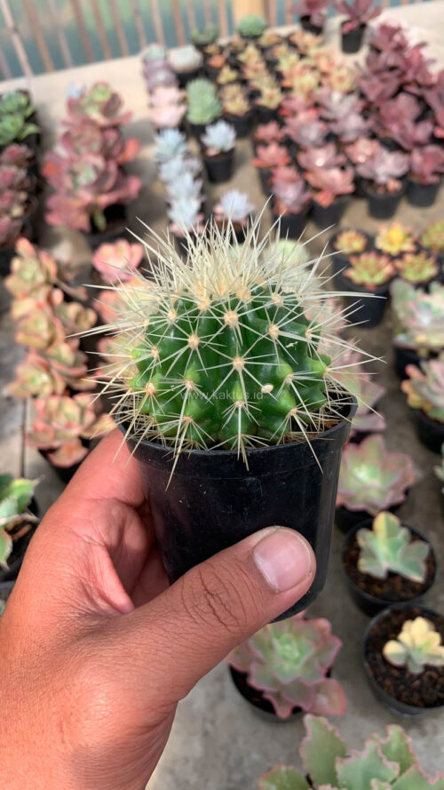 Echinocactus Grusonii / Kroenleinia Grusonii / Golden Barrel Cactus, real gallery image #7 plants. Picture taken directly from kaktus.id community Echinocactus farmer green houses.