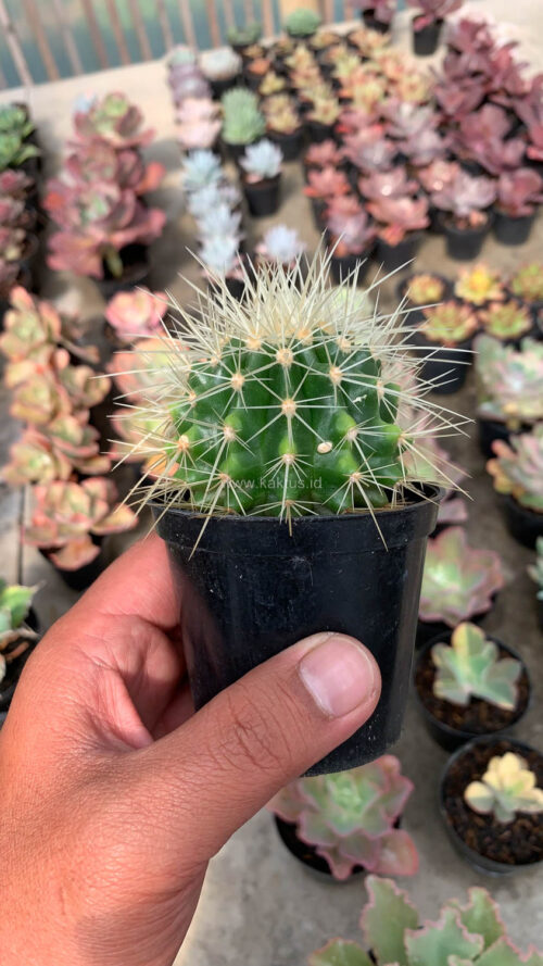 Echinocactus Grusonii / Kroenleinia Grusonii / Golden Barrel Cactus, real gallery image #8 plants. Picture taken directly from kaktus.id community Echinocactus farmer green houses.
