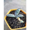 Sansevieria Eilensis with baby, real feature image plant. Picture taken directly from kaktus.id community Sansevieria farmer green houses.