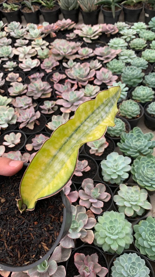 Sansevieria Kirkii Coral Blue Variegated, real gallery image #9 plants. Picture taken directly from kaktus.id community Sansevieria farmer green houses.