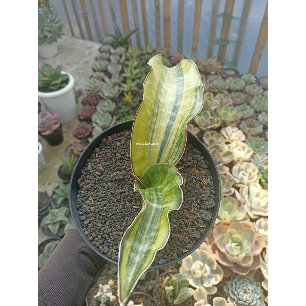 kaktus.id