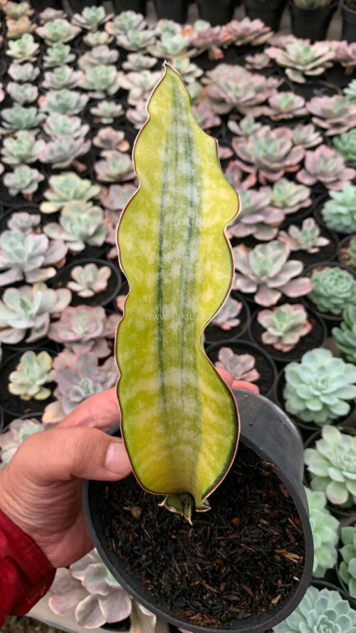 Sansevieria Kirkii Coral Blue Variegated, real gallery image #15 plants. Picture taken directly from kaktus.id community Sansevieria farmer green houses.