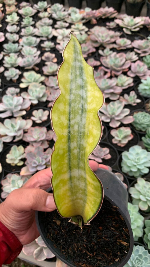 Sansevieria Kirkii Coral Blue Variegated, real gallery image #16 plants. Picture taken directly from kaktus.id community Sansevieria farmer green houses.